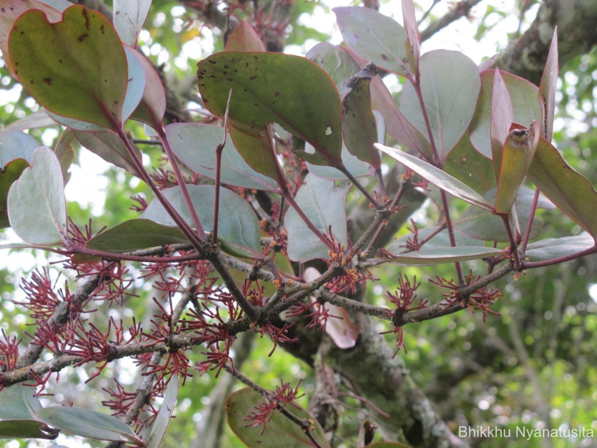 Dendrophthoe neelgherrensis (Wight & Arn.) Tiegh.